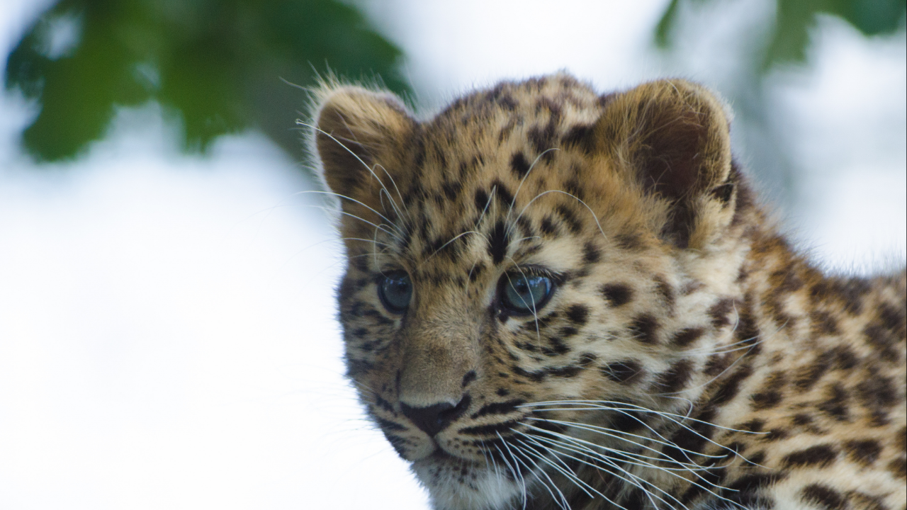 Mladunci amurskog leoparda prvi put pred publikom u Zoološko