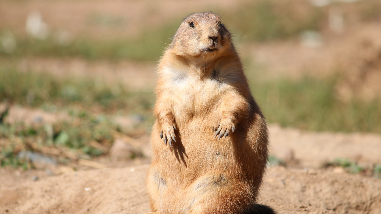 Da li je mrmot video senku? Zimska prognoza Punxsutawney Phila je stigla