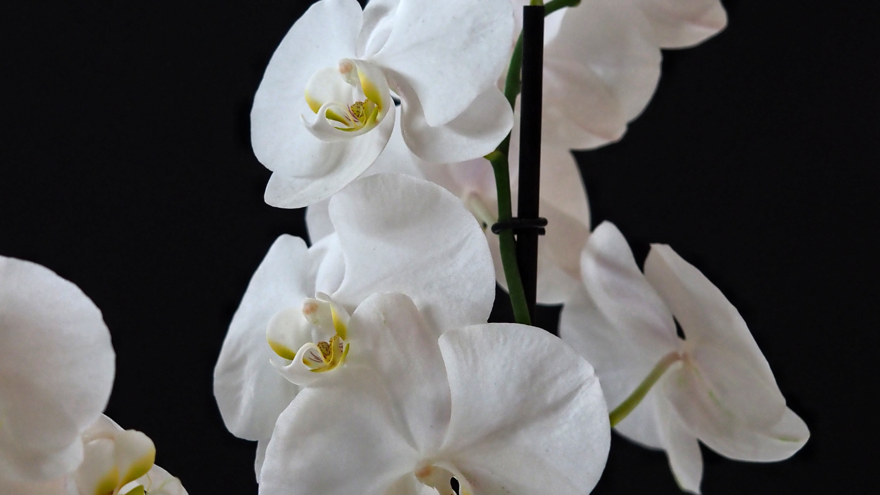 „Feelin’ Groovy“: Izložba orhideja u Čikaškoj botaničkoj bašti u punom cvatu