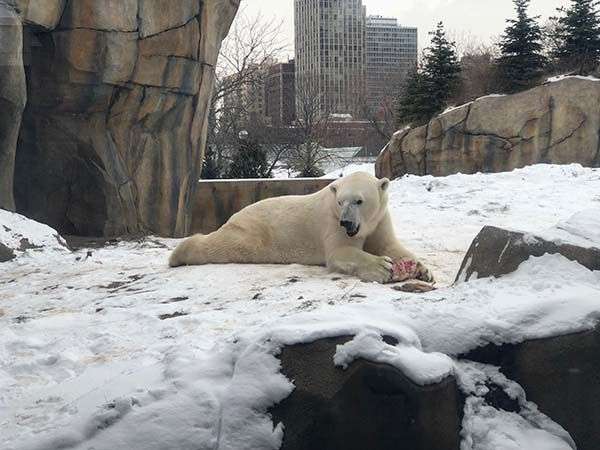 lincoln park zoo bear