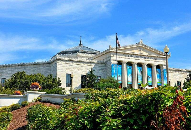 Besplatan ulaz u Shedd Aquarium za stanovnike Ilinoisa u januaru i februaru - Chicago Glasnik