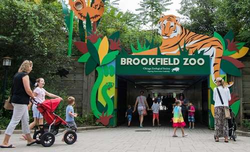 Zoo vrt u Brukfildu Čikago najavljuje ambiciozni plan od 500 miliona dolara za renoviranje i proširenje - Chicago Glasnik