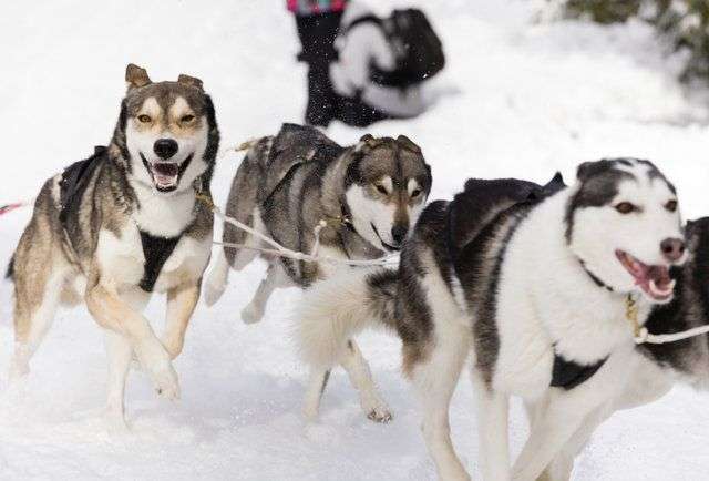wisconsin dog race chicago glasnik