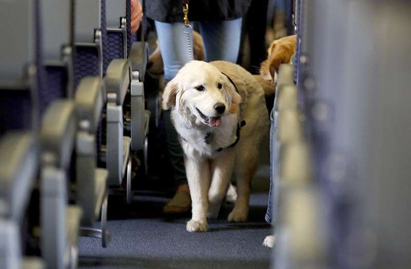 Avio kompanije uvode zabranu letenja za sve životinje osim servisnih pasa