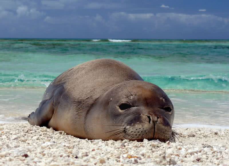 Hawaiian monk seal