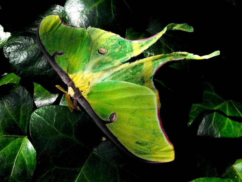 Luna moth