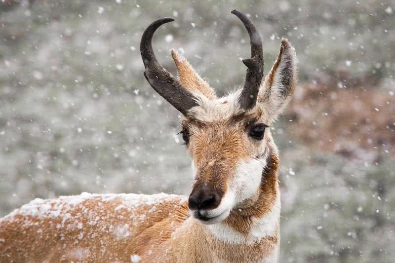 pronghorn
