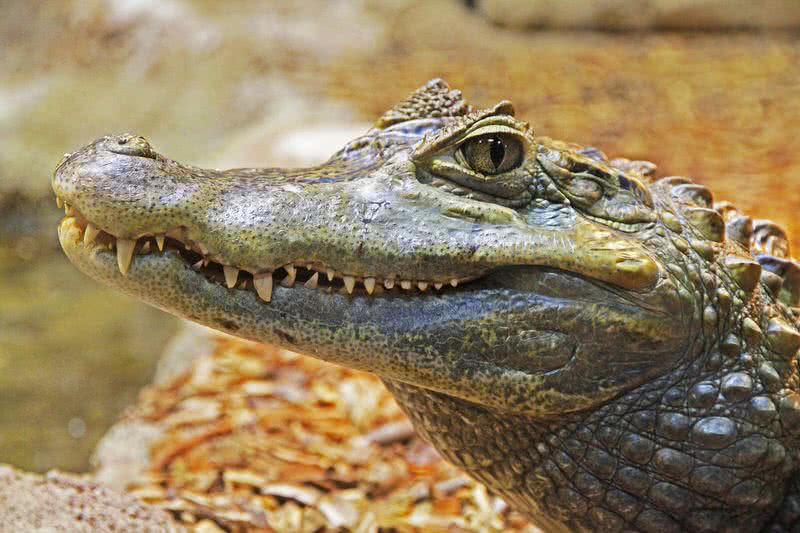 American alligator