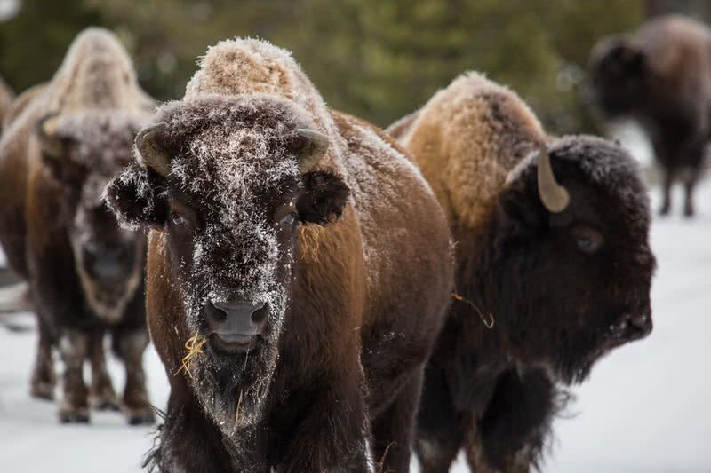 animals found only in north america