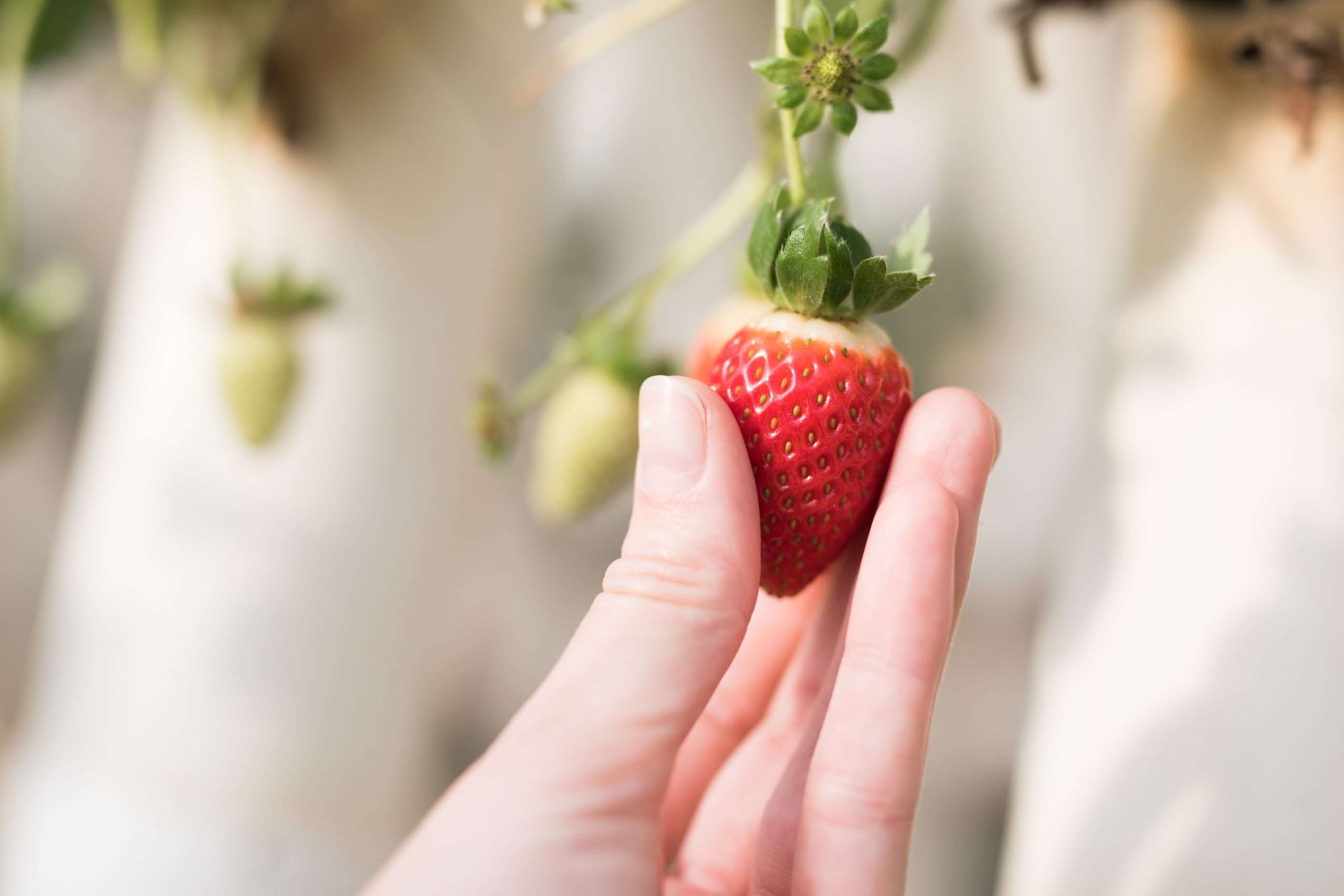 10 mesta na kojima možete ići u branje jagoda u Ilinoisu ovog leta