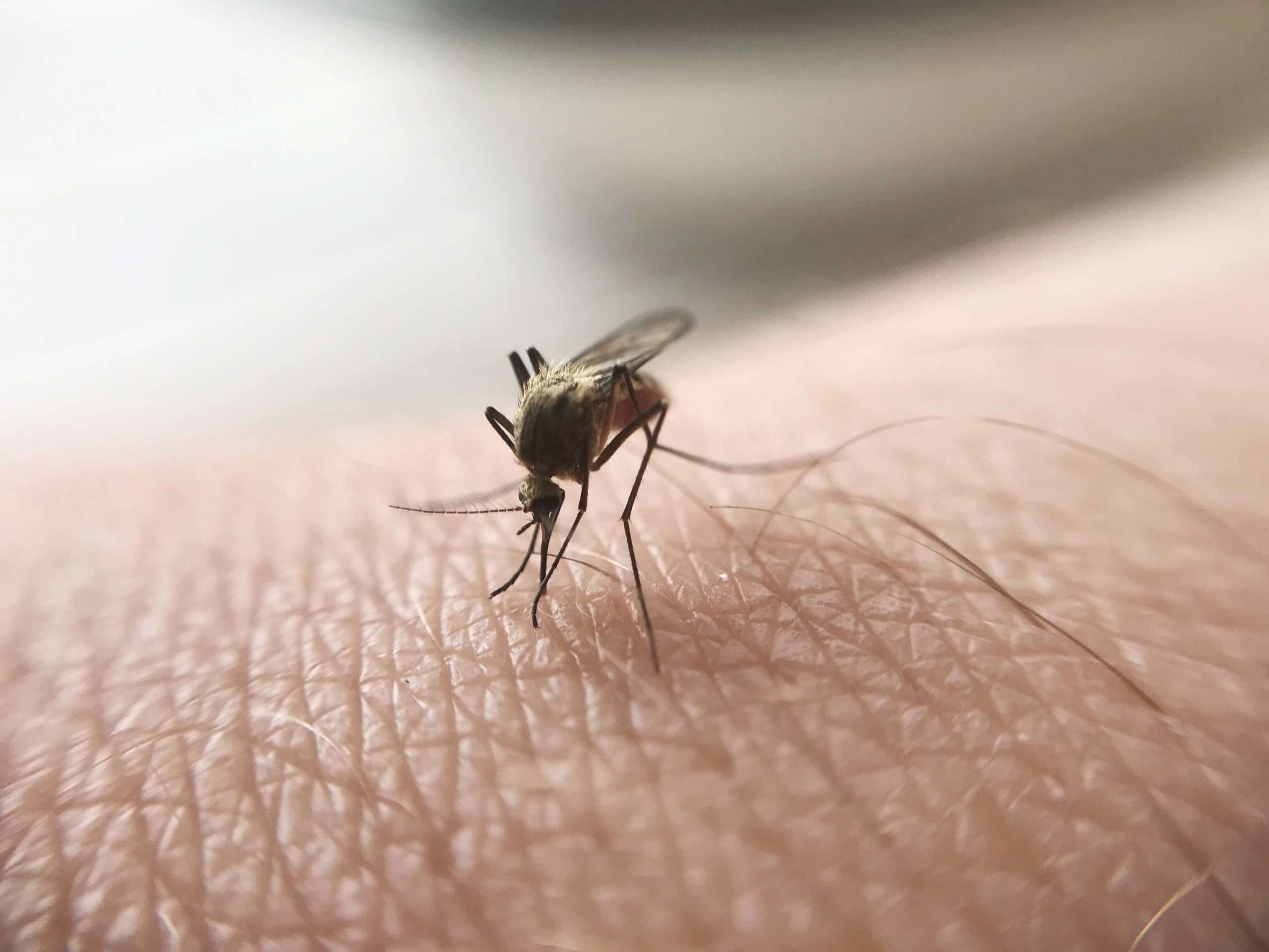 CDC izdala upozorenje - U SAD nakon 20 godina zabeleženo pet slučajeva malarije