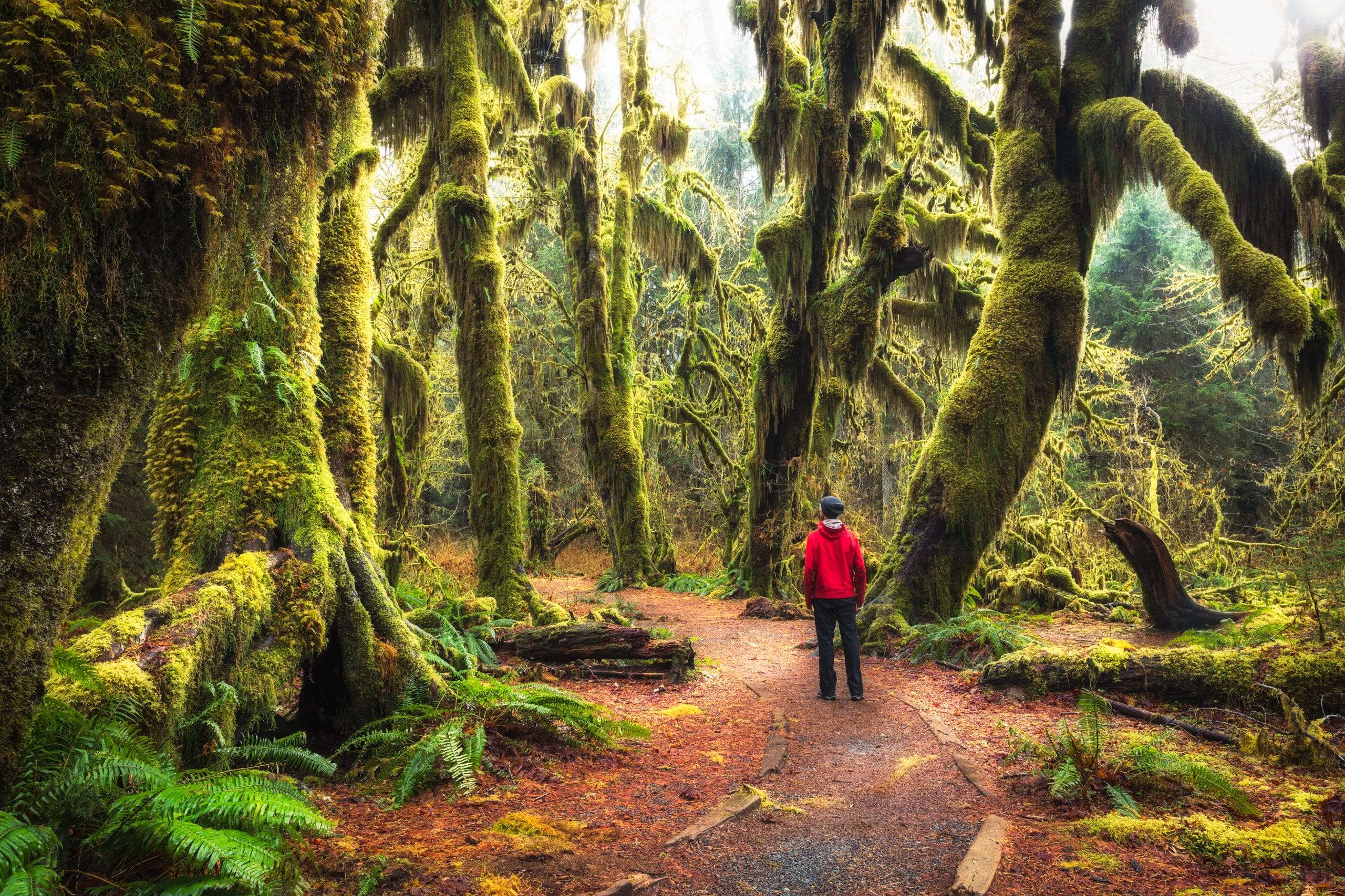 Hoh Rain Forest prašuma smeštena u nacionalnom parku Olympic u državi Washington