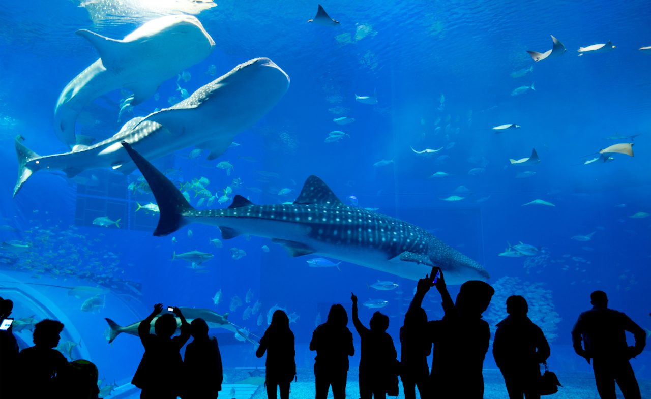 Kako da posetite Shedd aquarium besplatno tokom jeseni