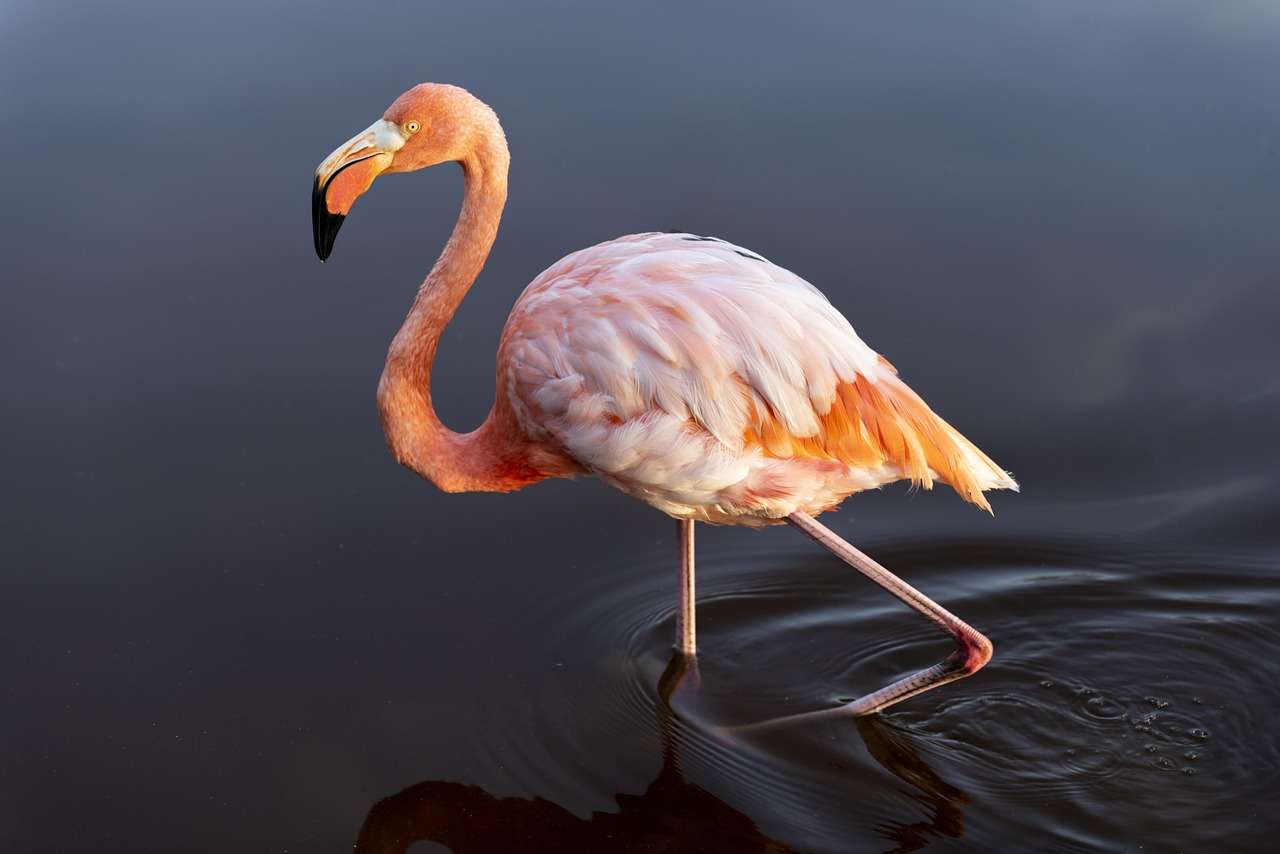 Po prvi put u istoriji flamingosi primećeni na plaži u Viskonsinu - Chicago Glasnik