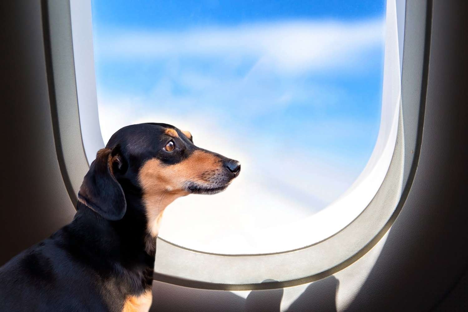 Bark Air: Od sada Vaš pas može leteti kao VIP, cena leta nije za svačiji džep - Chicago Glasnik
