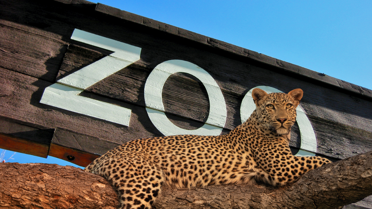 Dva mladunčeta retkog amurskog leoparda rođena u zoološkom vrtu Brookfield, u blizini Čikaga