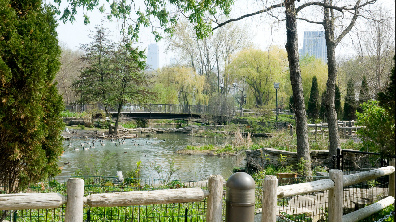 Grizli medvedi Aš i Leksi stigli u Zoološki vrt Linkoln Park u Čikagu