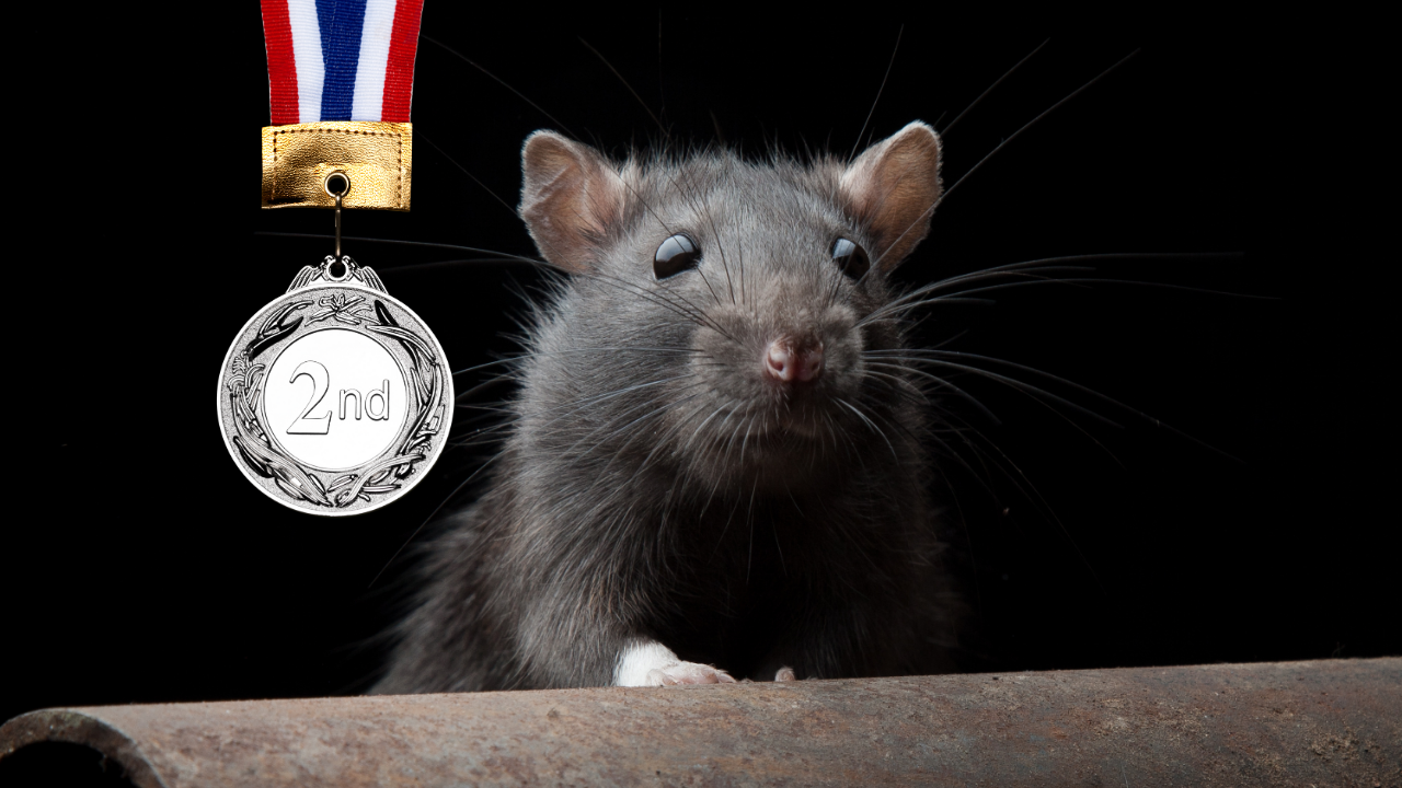 Los Anđeles preuzeo titulu „američke prestonice pacova“ – Čikago pao na drugo mesto