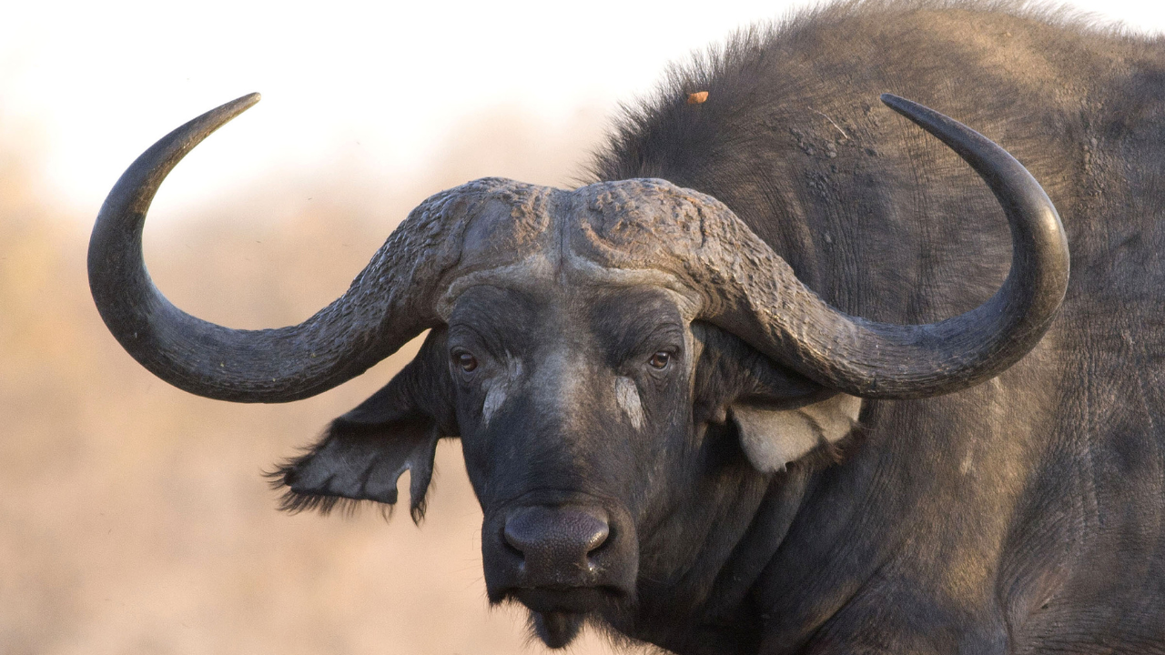 Bizoni se vraćaju na prerije Ilinoisa posle skoro 200 godina