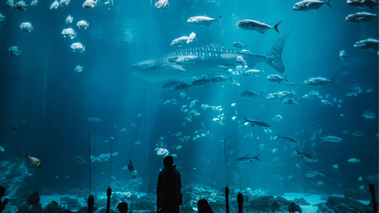 Stanovnici Ilinoisa mogu besplatno da posete Shedd Aquarium tokom februara