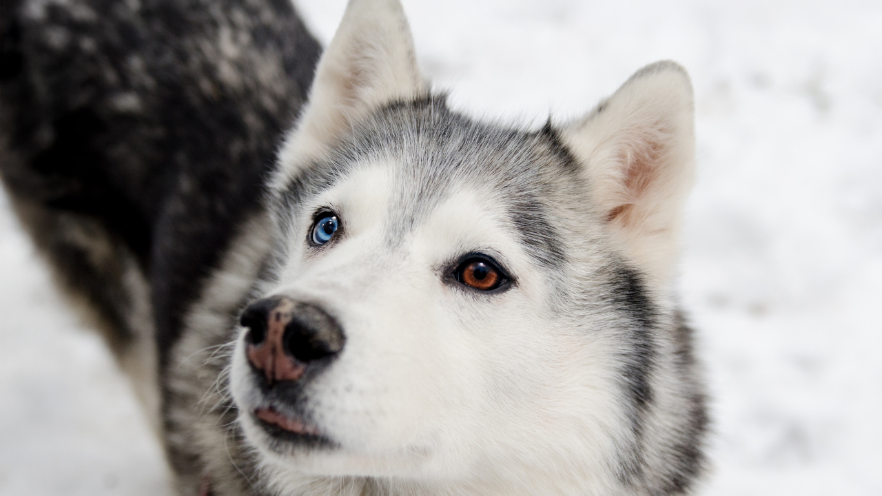 Čikaški parkovi organizovali „Polar Adventure Day“