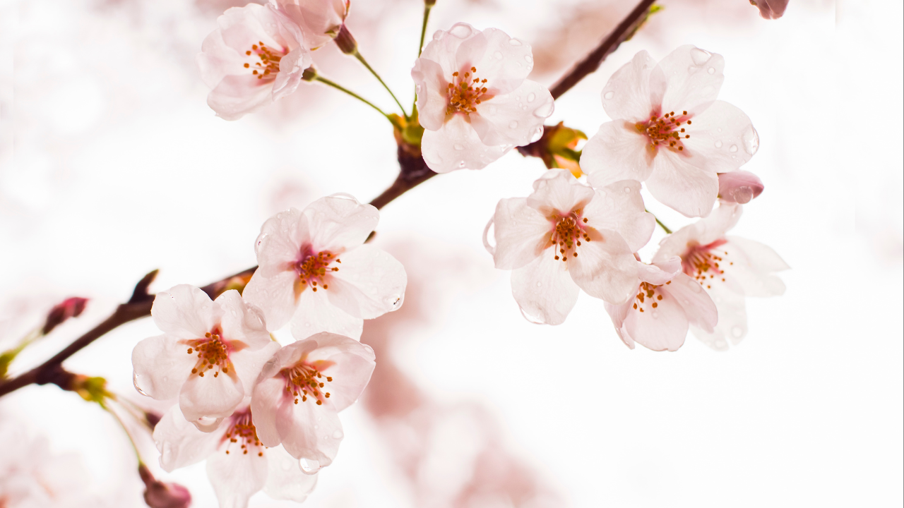 Cvetanje japanskih trešanja u Čikagu počelo ranije