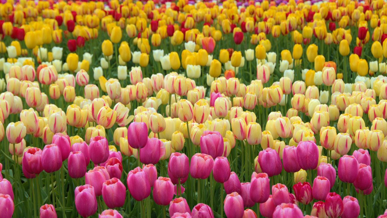 Grad u Ilinoisu domaćin festivala sa 300.000 lala ovog vikenda