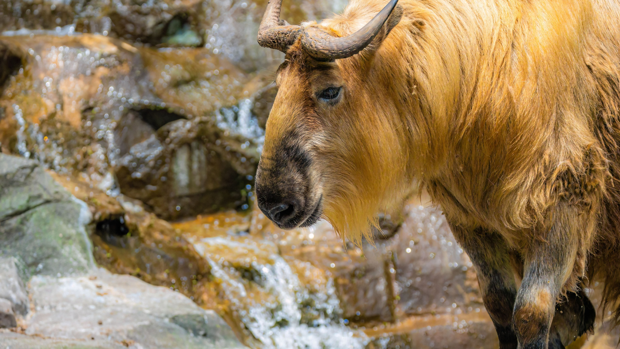 Zoološki vrt u Čikagu dobio nove stanovnike – braću takine