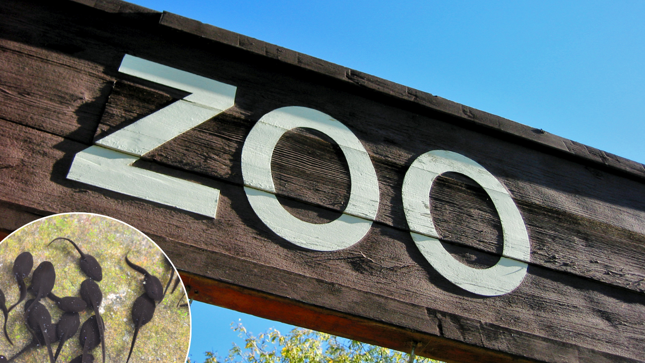 Chicago zoo uzgojio više od 12 hiljada punoglavaca kako bi spasio jednu od najređih žaba na svetu