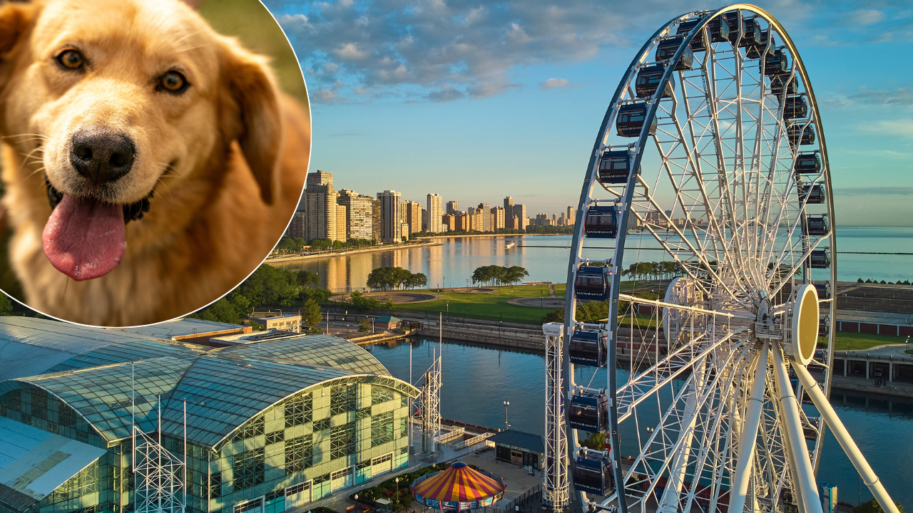 PAWS Chicago organizuje događaj „Udomi pre nego što usvojiš“ ovog vikenda