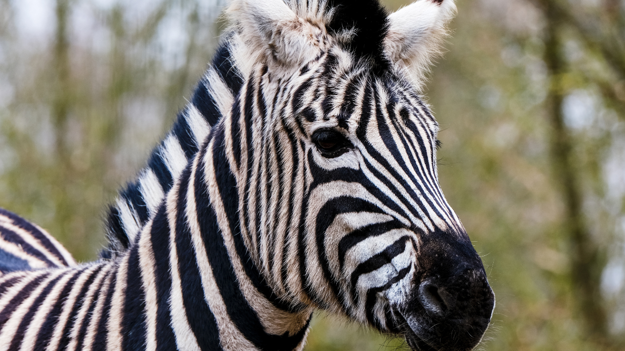 Nova stanovnica Zoološkog vrta u Čikagu: Rođena retka mladunčad Grevijeve zebre